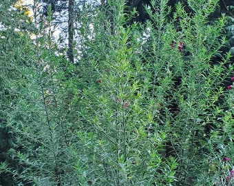 500 Mugwort Seeds (Artemisia Vulgaris)
