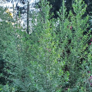 500 Mugwort Seeds (Artemisia Vulgaris)