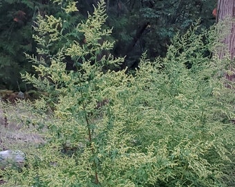 Artemisia Annua sweet wormwood seeds. BULK Options
