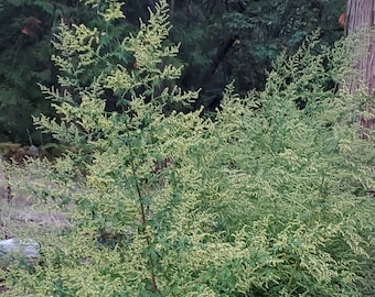 Artemisia Annua sweet wormwood seeds. BULK Options