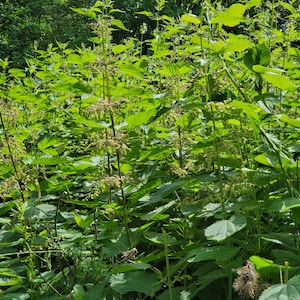 Bulk Stinging Nettle Seeds (Urtica Dioica)