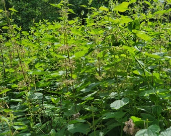 Bulk Stinging Nettle Seeds (Urtica Dioica)