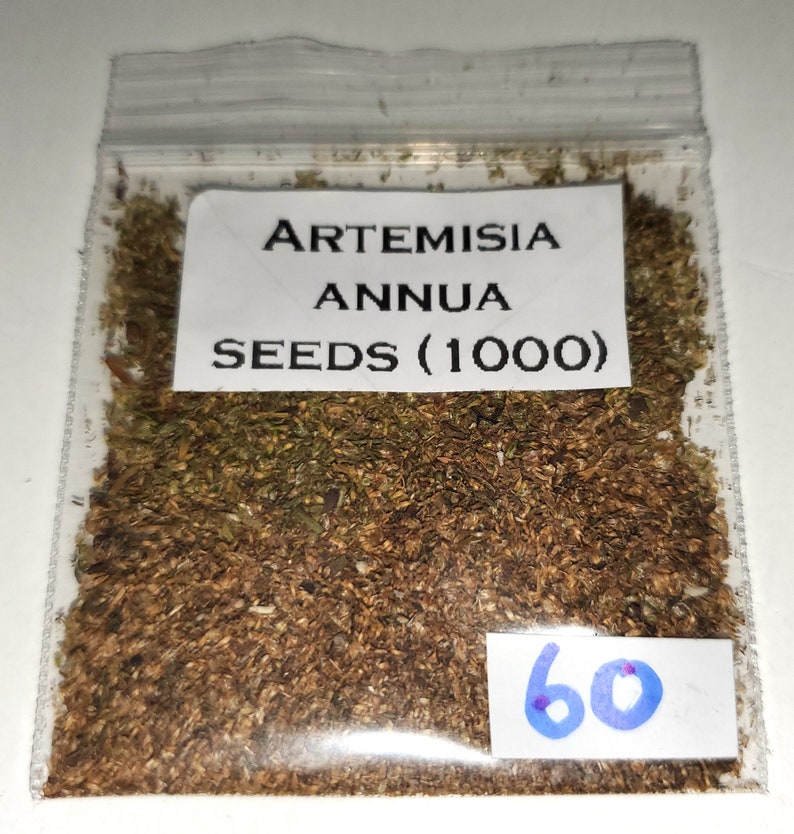 Artemisia Annua Sweet Wormwood Seeds. BULK Options Etsy