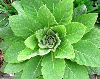 Bulk Great Mullein Seeds, Tea, and Plants (Verbascum Thapsus)