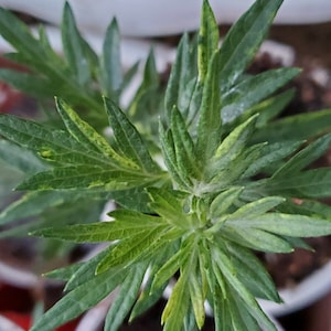 300+ Mugwort seeds (Artemisia Vulgaris)