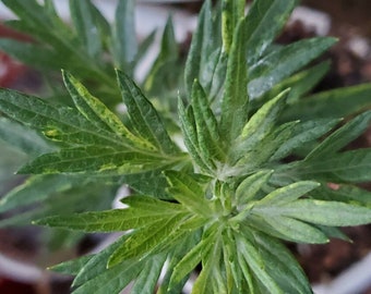 300+ Mugwort seeds (Artemisia Vulgaris)