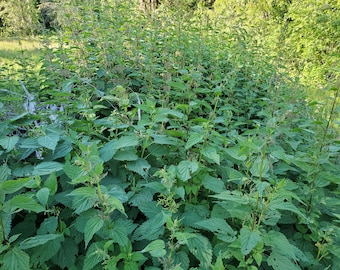 Live Nettle plants and Live Stinging Nettle roots