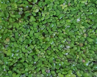 Duckweed (Lemna Minor) - 100/200/500/1000 and More (Live Plants)