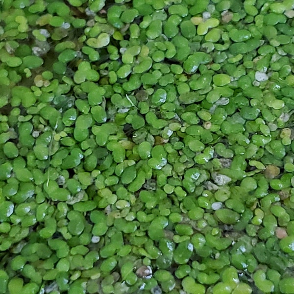 Duckweed (Lemna Minor) - 100/200/500/1000 and More (Live Plants)