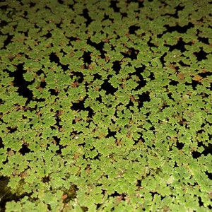 1 Cup Azolla Filiculoides image 1