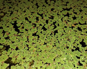 Azolla Filiculoides (1 Cup)