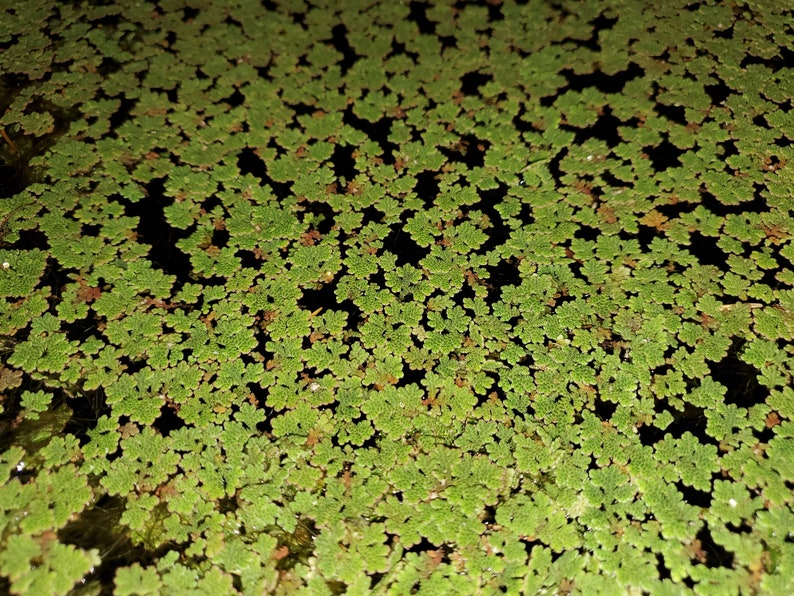 1 Cup Azolla Filiculoides image 1