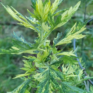 2 Live Mugwort Plant (Artemisia vulgaris) Lucid dreaming