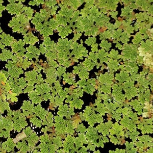 1 Cup Azolla Filiculoides image 3