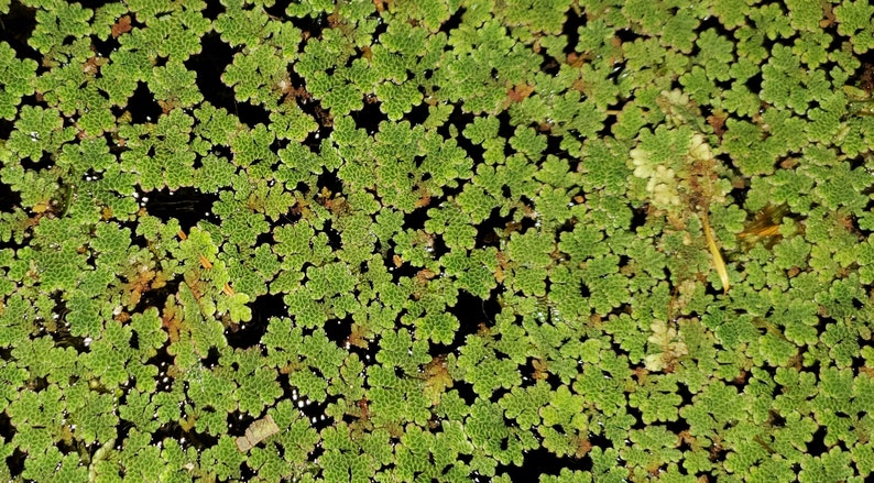 1 Cup Azolla Filiculoides image 3