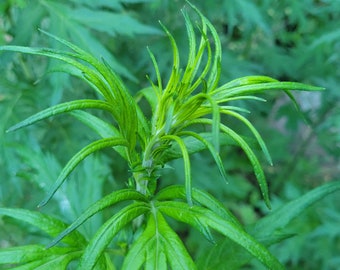 1 Japanese Mugwort Plant  (Artemisia Princeps)