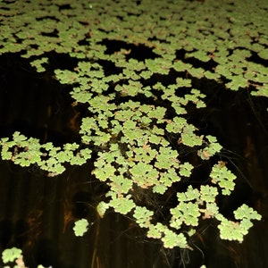 1 Cup Azolla Filiculoides image 2