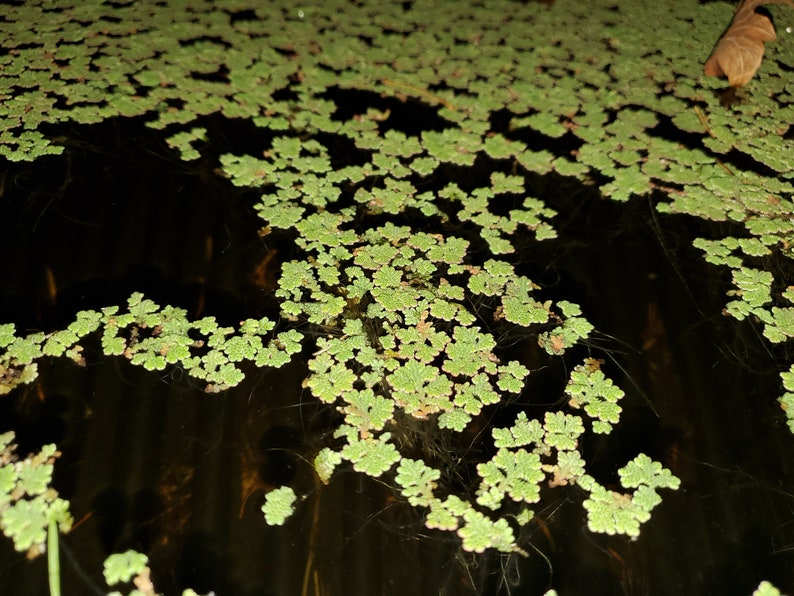 1 Cup Azolla Filiculoides image 2