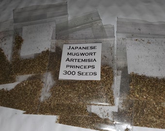 5000 Seeds Japanese Mugwort (Artemisia Princeps)
