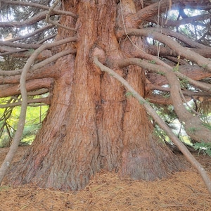 Giant Sequoia Tree (Sequoiadendron giganteum)