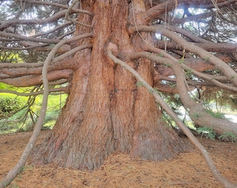 Giant Sequoia Tree (Sequoiadendron giganteum)