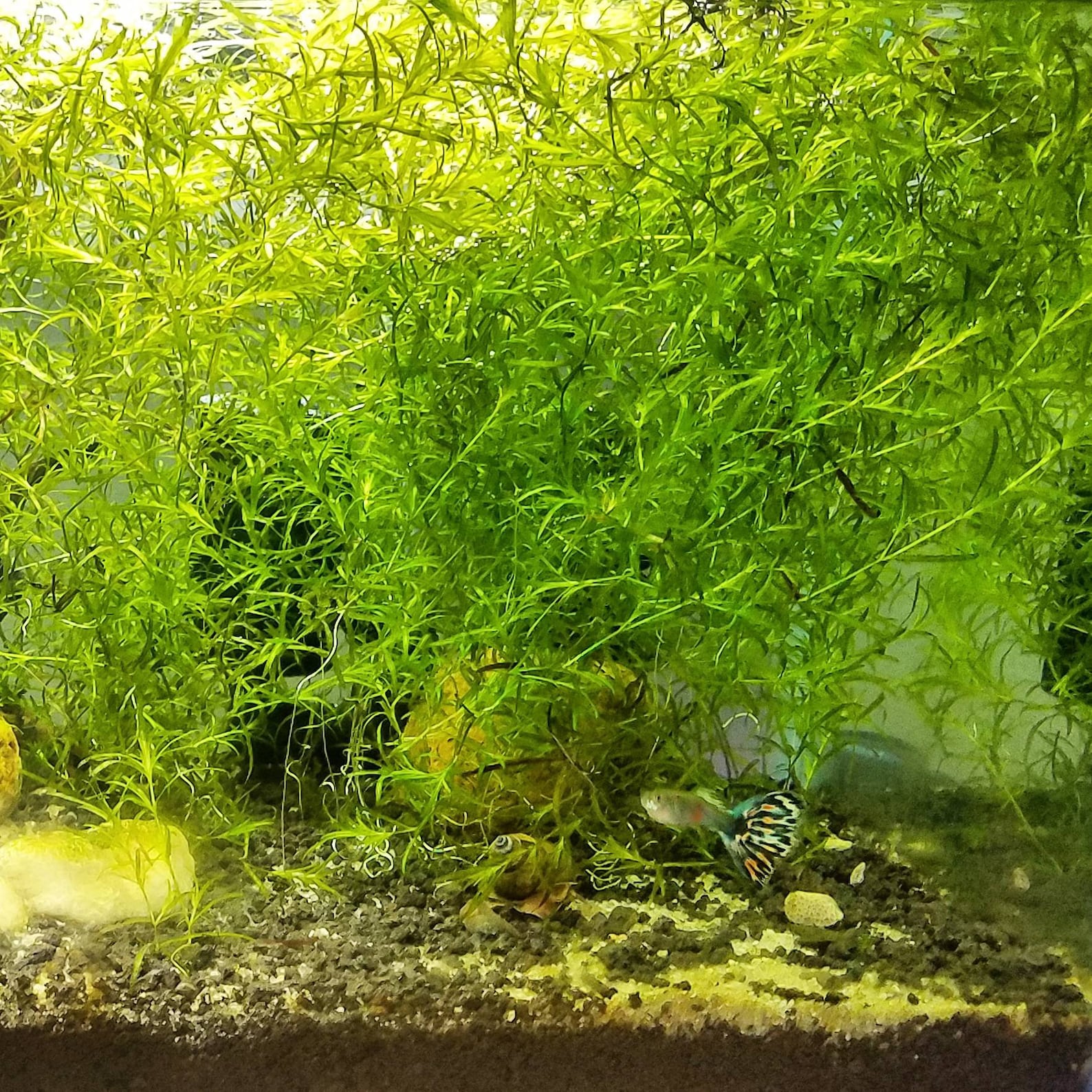 Guppy Grass Najas Guadalupensis Aquarium Plant Etsy