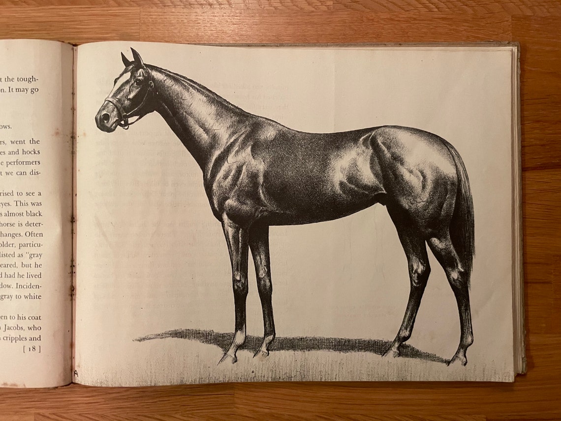 Thoroughbreds by Anderson C.W. First Edition Published by Etsy