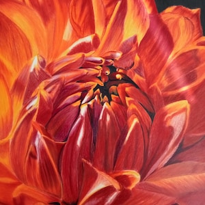Dahlia - Coloured Pencil Drawing Print