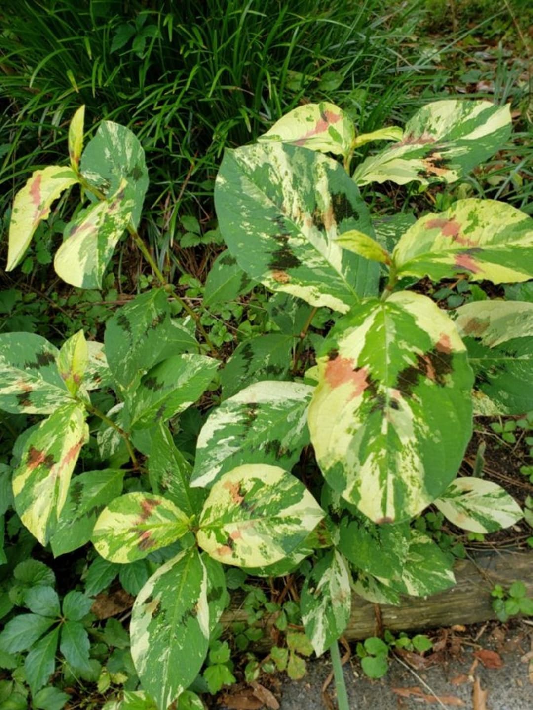 Variegated Jumpseed, Painter's Palette, Virginia Knotweed,persicaria