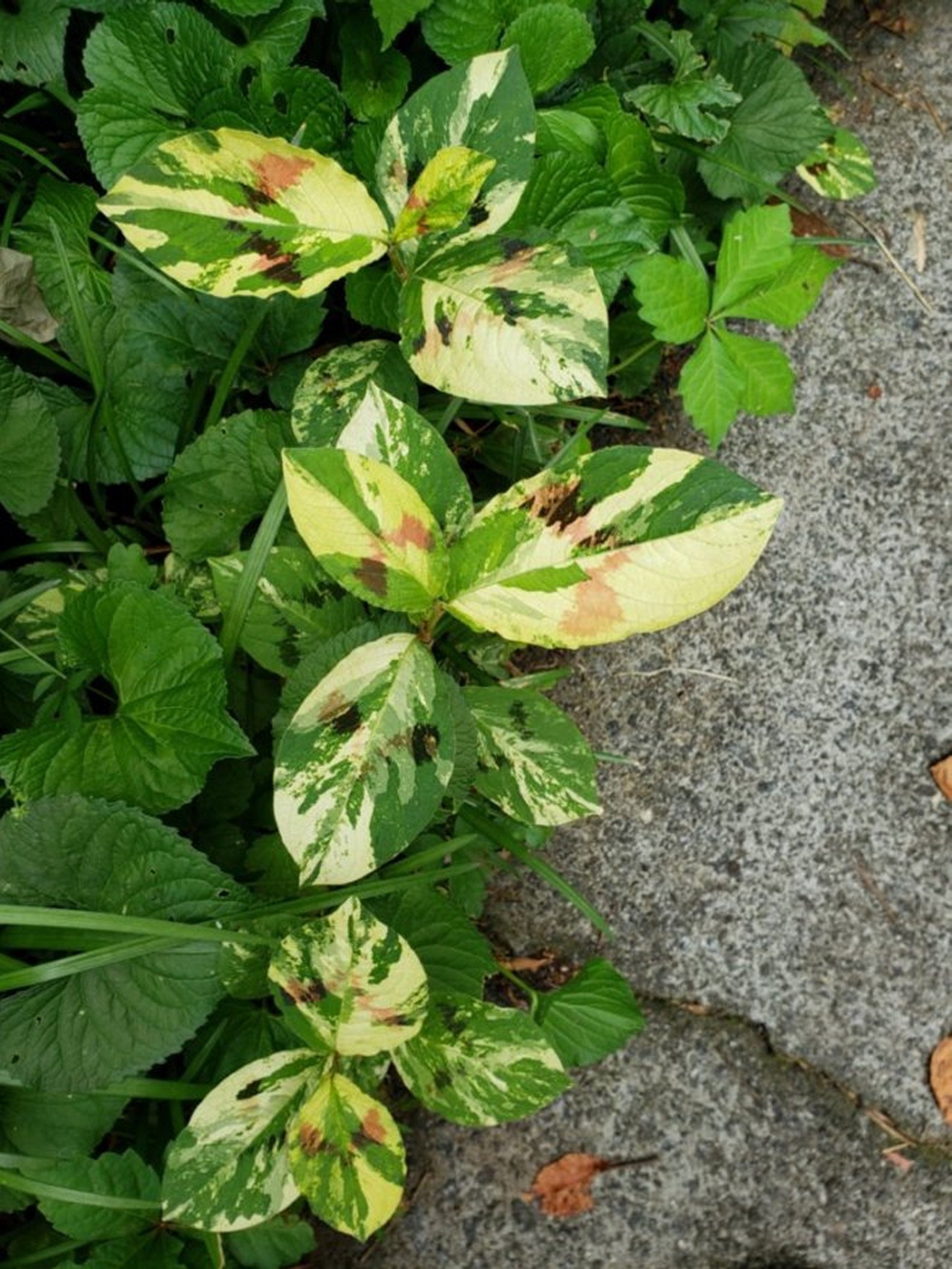 Variegated Jumpseed, Painter's Palette, Virginia Knotweed,persicaria