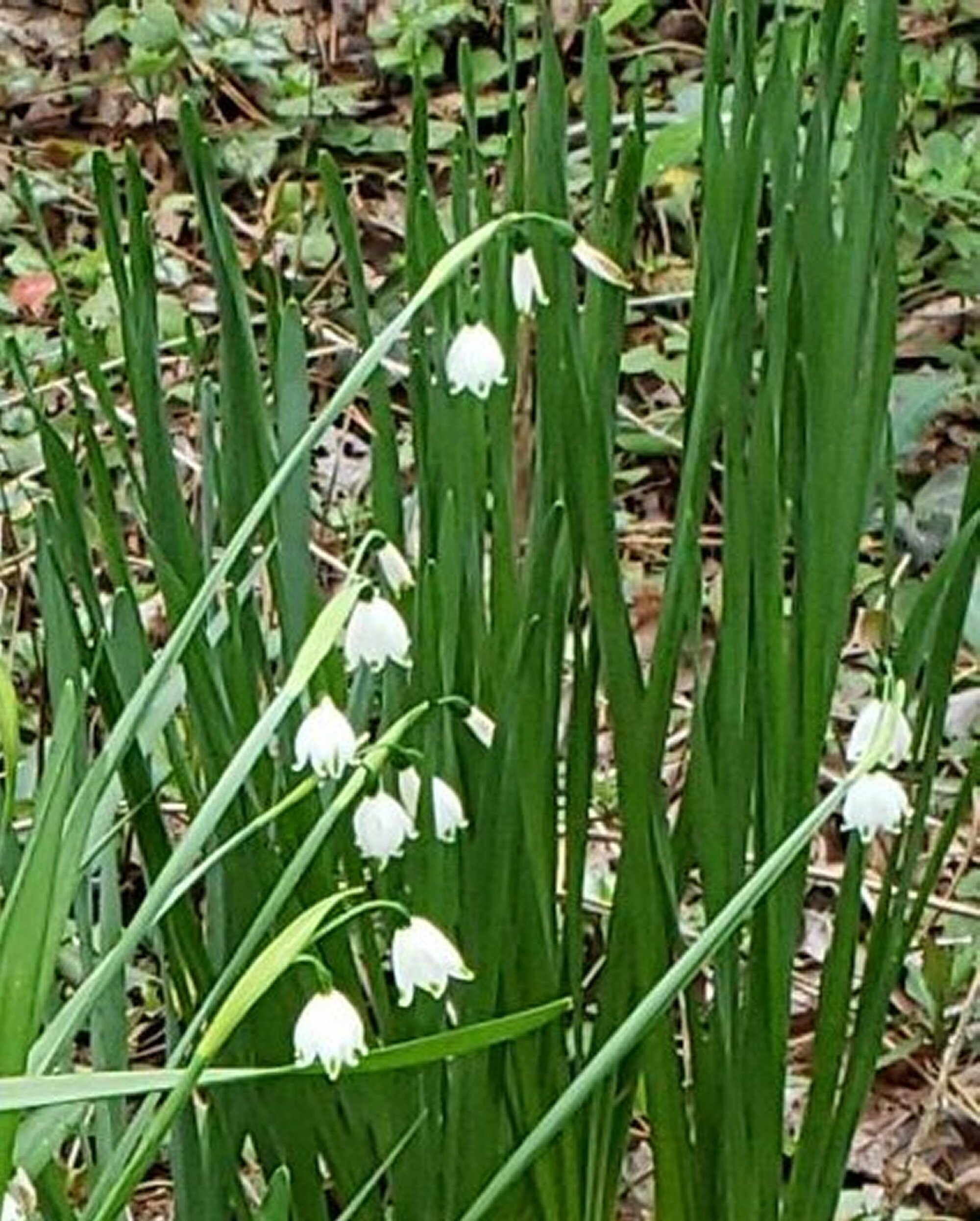 Summer Snowflake Spring Flowering Bulbs Bell Like Blooms 10 Etsy