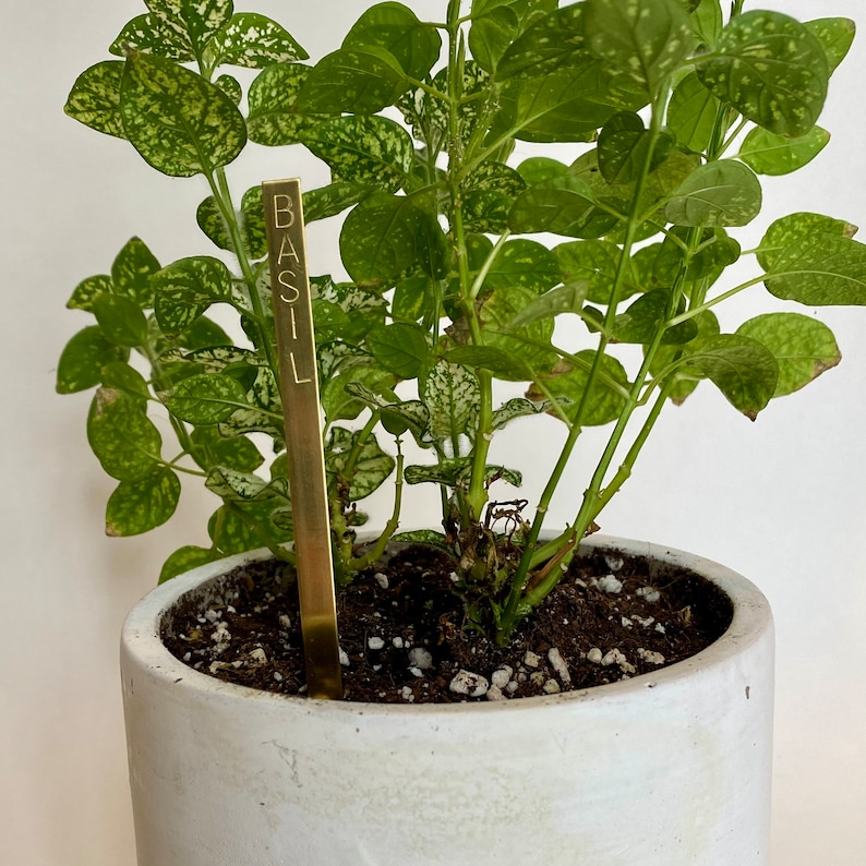 May include: A potted plant with green and white leaves in a white ceramic pot. A gold metal plant marker with the word "BASIL" engraved on it is stuck in the soil.