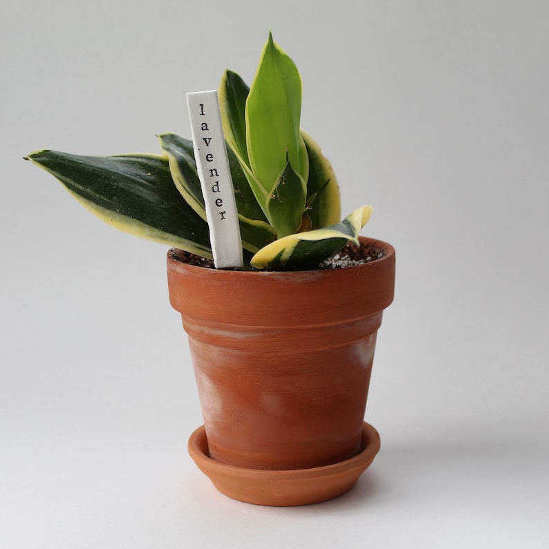 May include: A potted plant with green and yellow striped leaves. The plant is in a terracotta pot with a saucer. A white ceramic tag is stuck in the soil that reads "lavender".