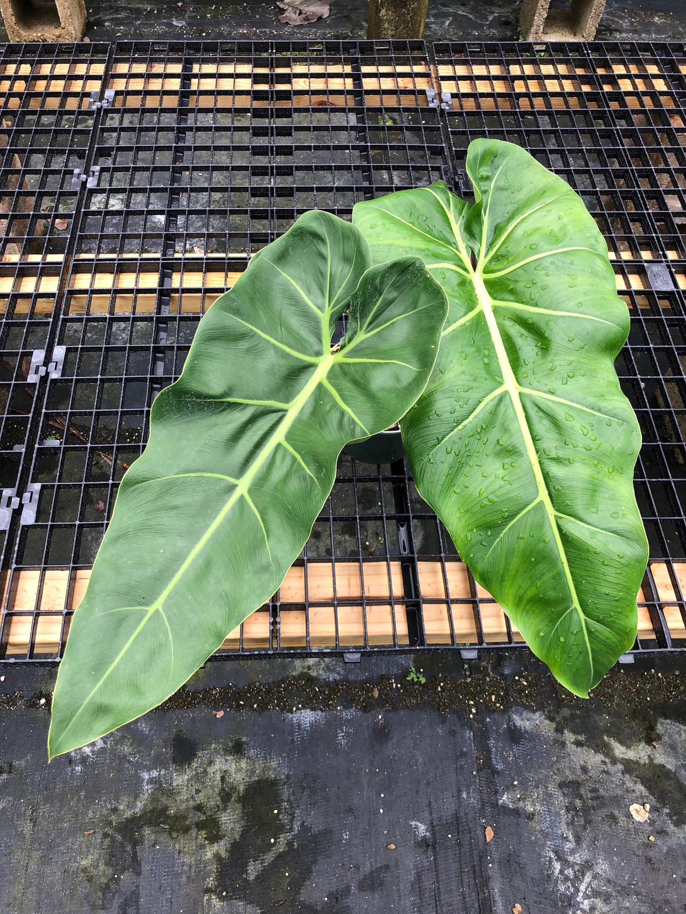 Philodendron Maximum Etsy Singapore