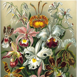 May include: A vibrant bouquet of orchids in various colors, including pink, white, yellow, and brown. The orchids are arranged in a cluster with green leaves and stems.