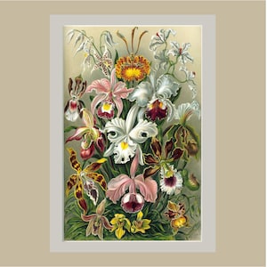 May include: A vibrant bouquet of orchids in various shades of pink, white, and purple. The orchids are arranged in a cluster, with their petals unfurling and showcasing their intricate details. The background is a soft, muted green.