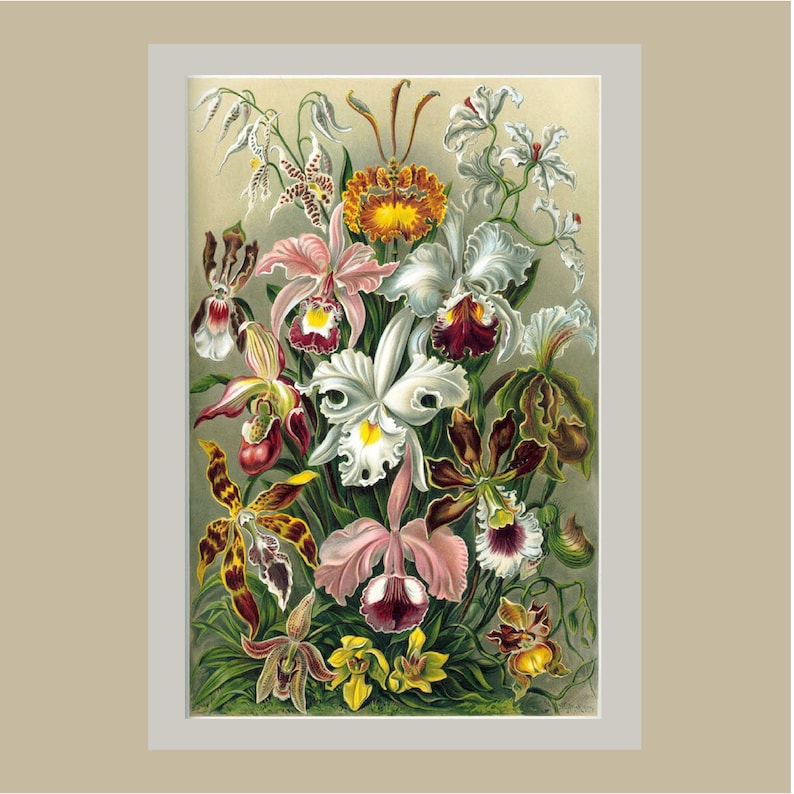 May include: A vibrant bouquet of orchids in various shades of pink, white, and purple. The orchids are arranged in a cluster, with their petals unfurling and showcasing their intricate details. The background is a soft, muted green.