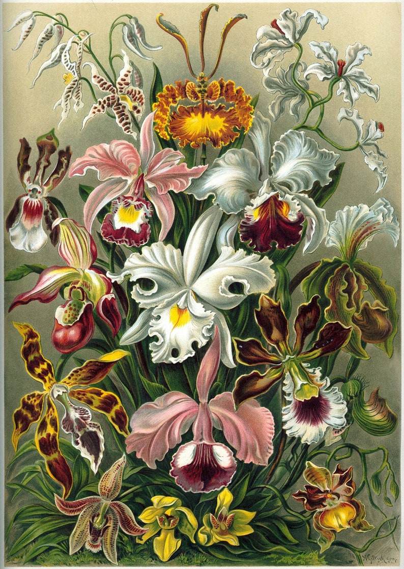 May include: A vibrant bouquet of orchids in various colors, including pink, white, yellow, and brown. The orchids are arranged in a cluster with green leaves and stems.
