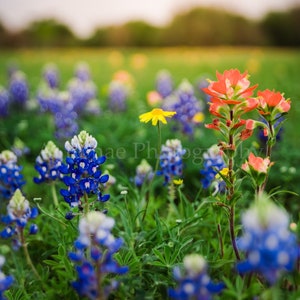 Texas Wildflower canvas art, bluebonnet print, bluebonnet fine art photography print, Indian paintbrush print, Country landscape photography