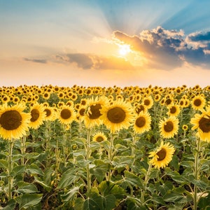 Kansas Sunflower Field Sunset Photography Print: Country Landscape Wall Art