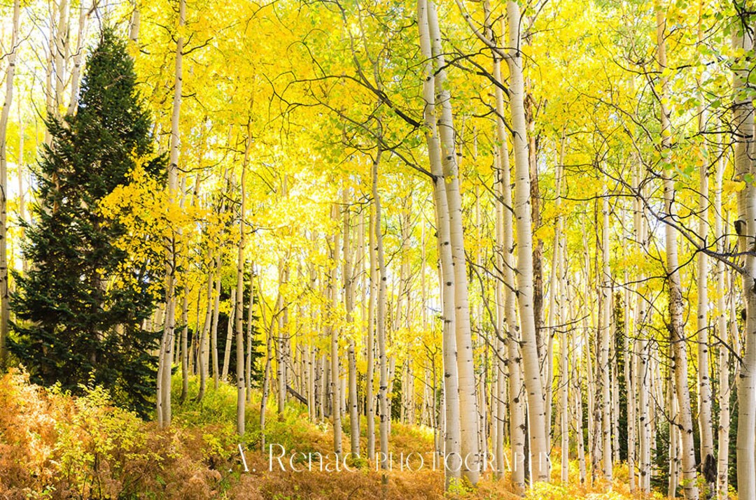 Large Aspen Trees Print, Aspen Tree Grove, Forest Photo, Nature Fine