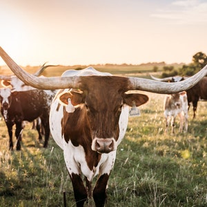 Longhorn at Sunset photo, cow canvas print, farm art, western art, Country landscape wall art, bovine art