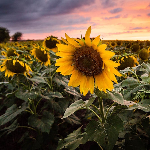 Impresión fotográfica del atardecer en un campo de girasoles de Kansas: lienzo con paisaje campestre