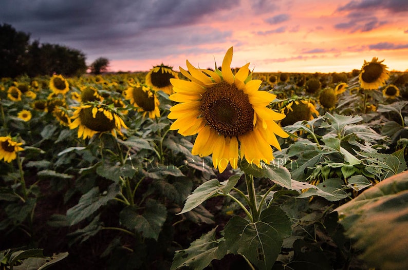 Kansas Sunflower Canvas Art Sunflower Print Sunflower Fine Etsy