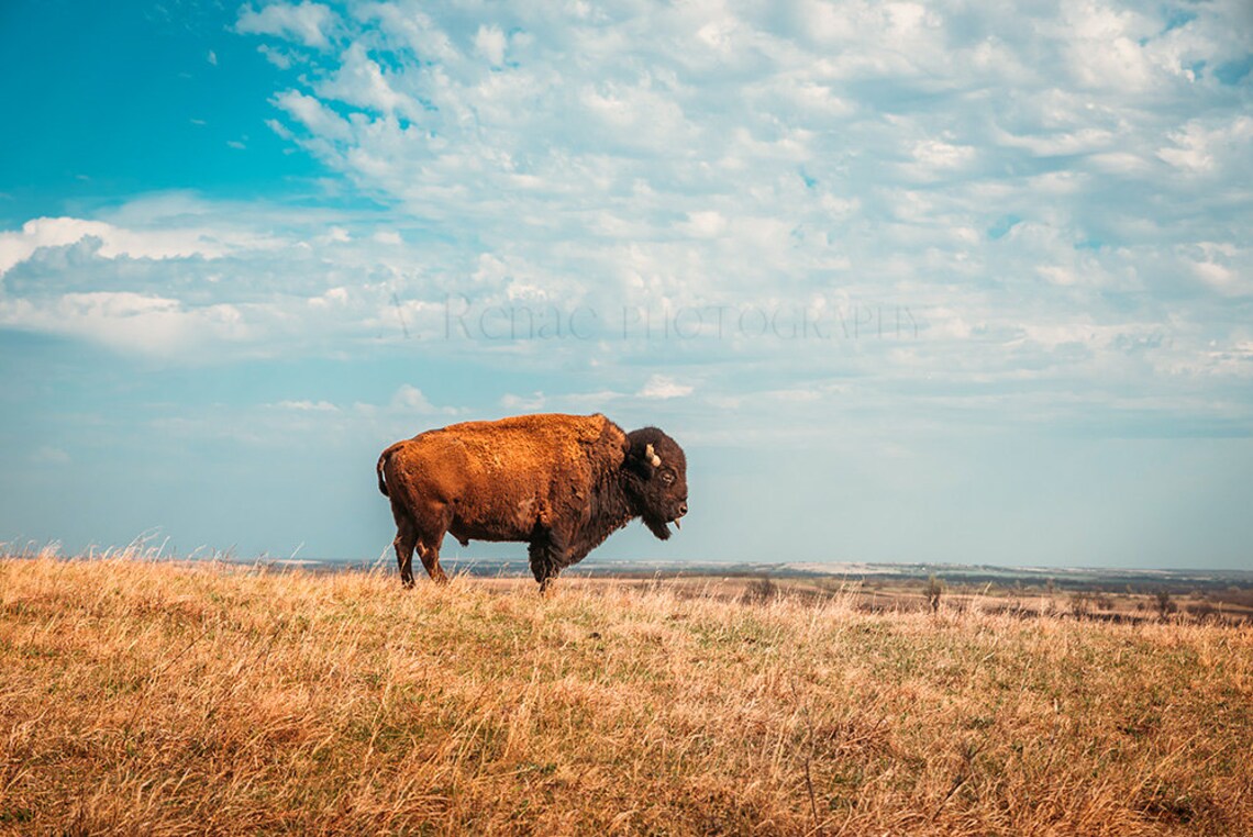 Bison Art Print Buffalo Photo Prairie Landscape Country Etsy