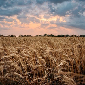 Kansas Wheat Field Fine Art Print: Stormy Landscape Photography
