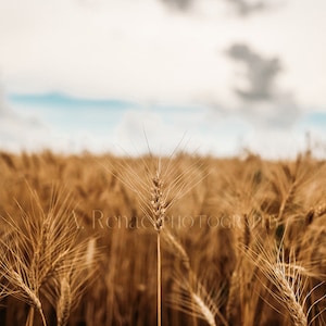 Kansas Wheat Field Fine Art Print: Country Landscape Photography
