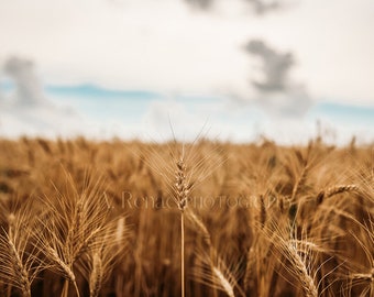 Kansas Wheat Field Fine Art Print: Country Landscape Photography