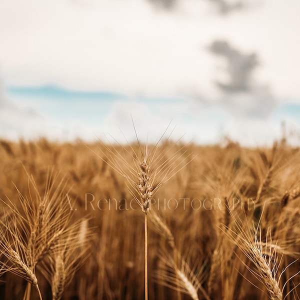 Stand alone Kansas wheat landscape fine art, Wheat field fine art print, storm print, Country landscape wall art photography