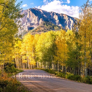 Large Aspen Tree Canvas Print, Aspen Tree photo, Mountain Photo, Forest photo, Nature Fine Art, Colorado fall colors, Crested Butte Colorado